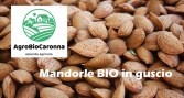 mandolre-in-guscio